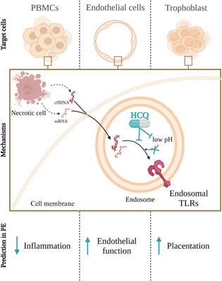 Deciphering the immunological interactions: targeting preeclampsia with Hydroxychloroquine’s biological mechanisms